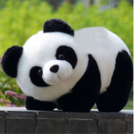 Cute Panda Crew