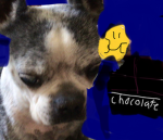 Chocolatedog fan club