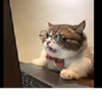 meow/ CAT FANS /meow
