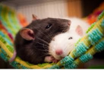 the rats! :D