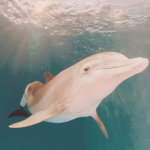OneOcean Clothing