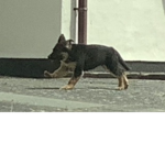 Doggy squad xoxo