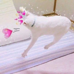 KAZK