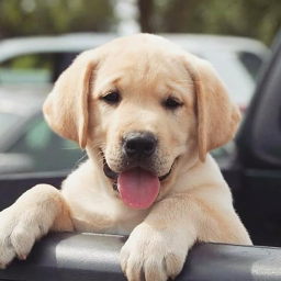 Dog :3