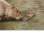 CAPYBARA FAMILY <3