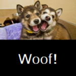 The Doges Fan Club!
