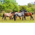 Horse Valley Wild Herd