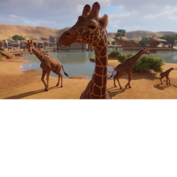 { update girrafe } SITH HANGOUT!!!!!!!!!!!!!!!
