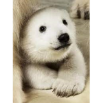 Polar boos