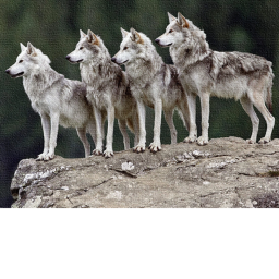 Escapa del Lobo! OBBY