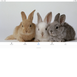 Fluffy cute bunny squad