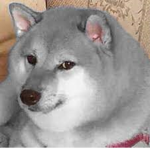 Grey Dog Studios