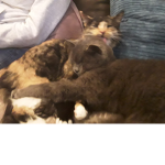 Animals squad for the best people