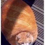 *바게트*