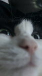 cat gango's