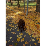 ### #### labrador_bernie