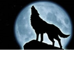 (Wild Wolves)