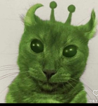 Crazy cat’s