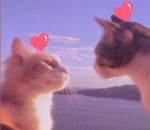 Cat lovers 4ever