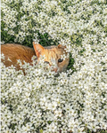 [wcue] flowering meadows