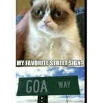 Shanti the grumpy cats fan group