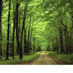 The forest