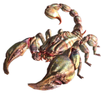 Radscorpion Lovers