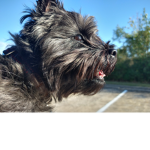 Dogo are cuuute