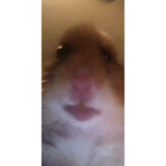 [RE] Rat Empire