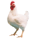 Hen Den Roblox Group