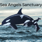 { ¤ Sea Angels Orca Sanctuary ¤ }