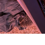 Hedgehog Group:)