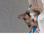 Cats_tubby