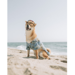 Doge Fan Master Club!!!