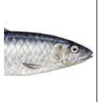 sardine fan club