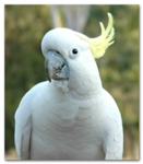 Cockatoo Lovers!
