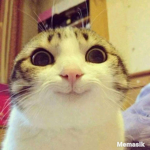 몽몽