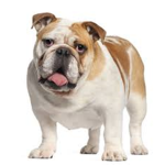 BullDogMasters