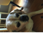 Meme pug friends#