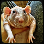 rats in a bun
