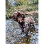 Dexter Doggy Fan Group!