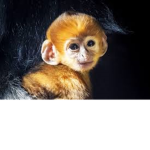 Monke’s Fun Group
