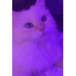 Luvlilac