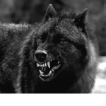 Wolfgaming group