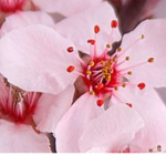 Fantastic Blossom Squad