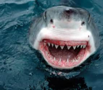 The sharkys B)