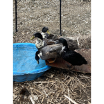 The Godly Duck Army