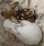 ilouvcheetos