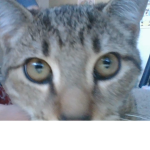 best cat ever