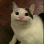 しゃけ